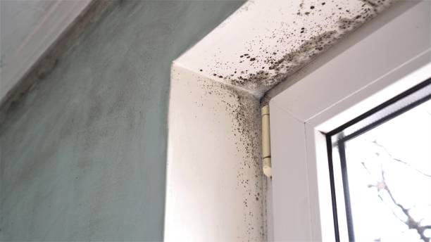 Best Residential Mold Removal  in Somerdale, NJ