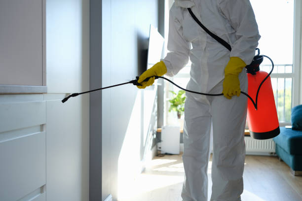 Best Certified Mold Removal  in Somerdale, NJ