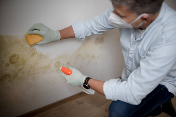 Best Professional Mold Removal  in Somerdale, NJ