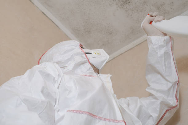 Best Fast Mold Removal  in Somerdale, NJ