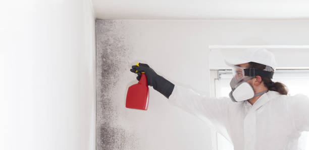 Best Mold Damage Repair  in Somerdale, NJ