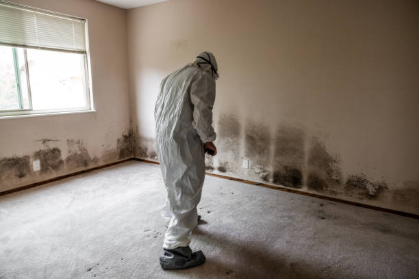 Best Mold Remediation Experts  in Somerdale, NJ