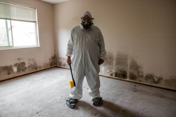 Best Home Mold Removal  in Somerdale, NJ