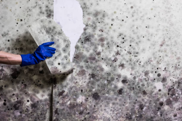 Mold Removal and Inspection in Somerdale, NJ